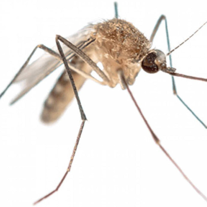 Mosquito borne disease and how you can reduce the risks in your home
